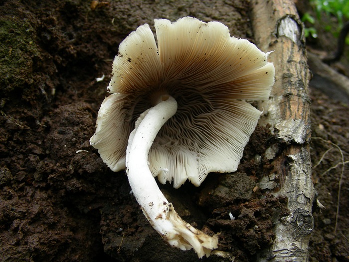 654 Aprile vecchio ritrovamento